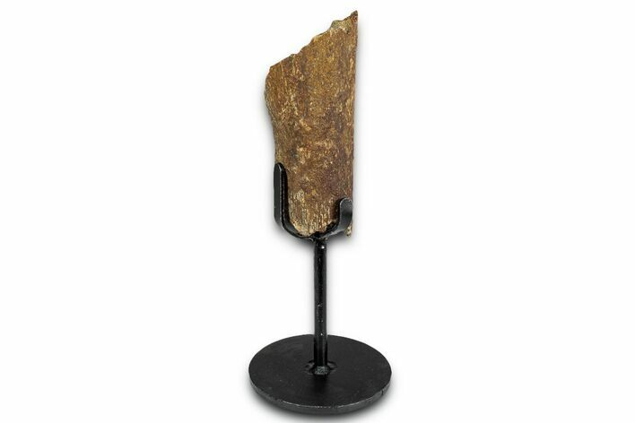 Fossil Hadrosaur Rib Section w/ Metal Stand - South Dakota #339063